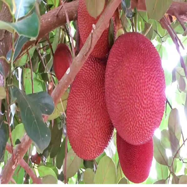 Thai_Pink_All_Season_Jackfruit_Panasa_Varikka_Katahal_Chakka_Grafted_Fruit_Plant