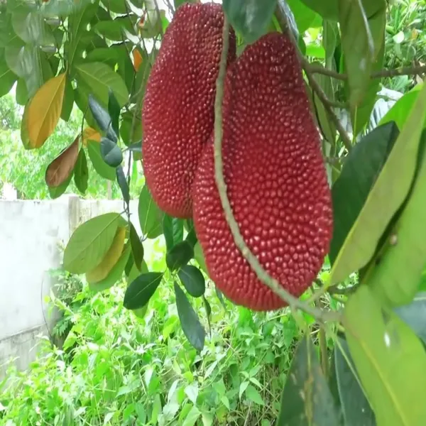 Thai_Pink_All_Season_Jackfruit_Panasa_Varikka_Katahal_Chakka_Grafted_Fruit_Plant