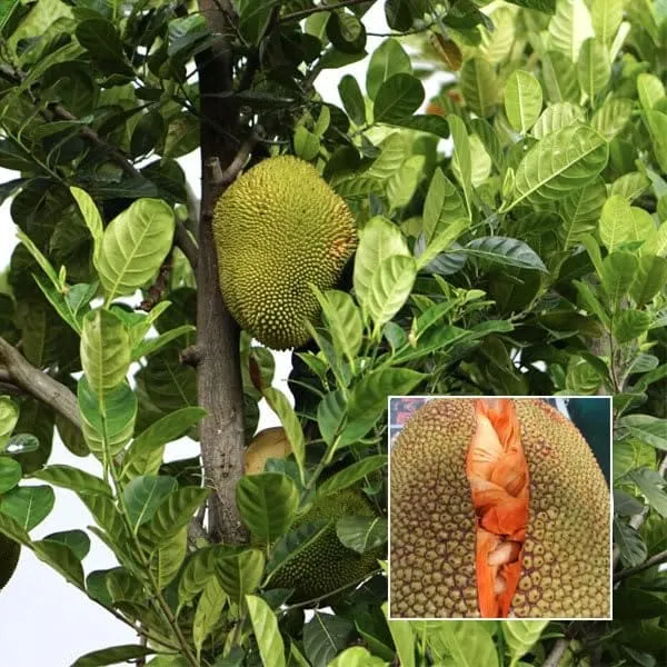 Red_Sindoor_Siddu_Jackfruit_Panasa_Varikka_Katahal_Chakka_Grafted_Fruit_Plant
