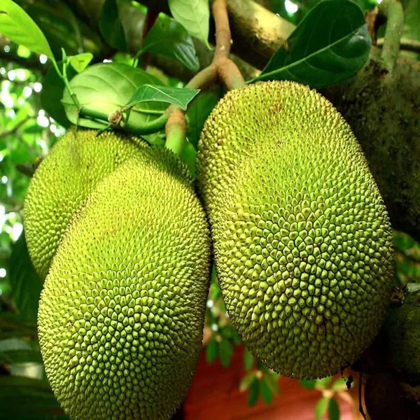 Red_Sindoor_Siddu_Jackfruit_Panasa_Varikka_Katahal_Chakka_Grafted_Fruit_Plant