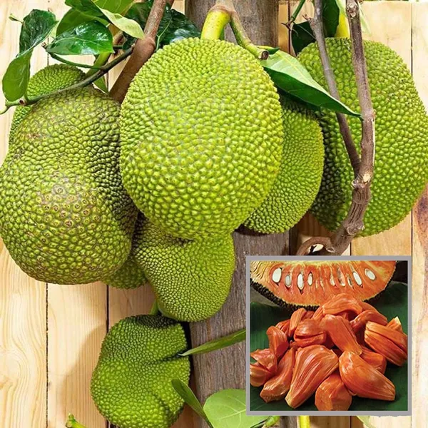 Red_Sindoor_Siddu_Jackfruit_Panasa_Varikka_Katahal_Chakka_Grafted_Fruit_Plant