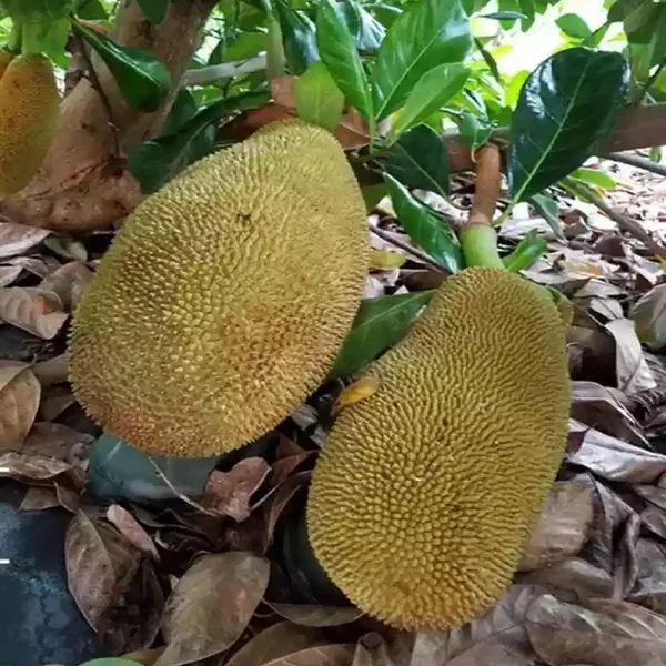 Red_Sindoor_Siddu_Jackfruit_Panasa_Varikka_Katahal_Chakka_Grafted_Fruit_Plant