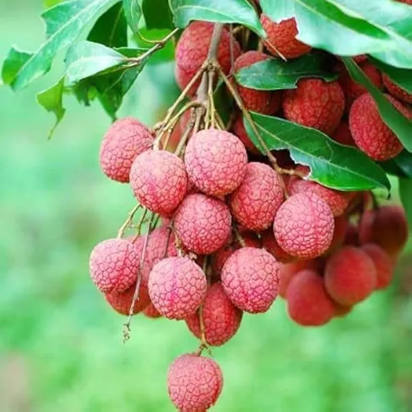 Chinensis_Litchi_Lychee_Layering_Grafted_Fruit_Plant