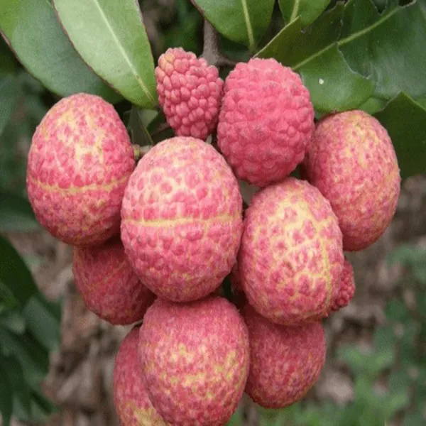 Chinensis_Litchi_Lychee_Layering_Grafted_Fruit_Plant