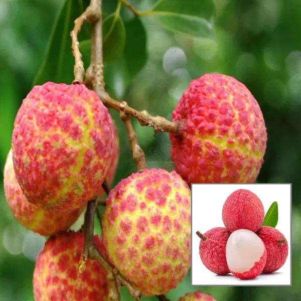 Chinensis_Litchi_Lychee_Layering_Grafted_Fruit_Plant