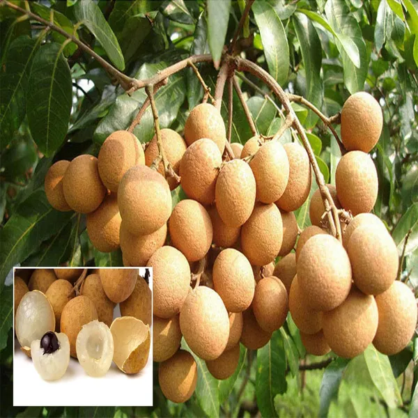 Kohala_Hawaii_Dragon_Eye_Longan_Grafted_Fruit_Plant