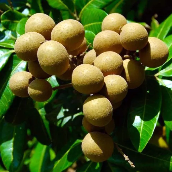 Kohala_Hawaii_Dragon_Eye_Longan_Grafted_Fruit_Plant