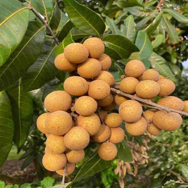 Kohala_Hawaii_Dragon_Eye_Longan_Grafted_Fruit_Plant