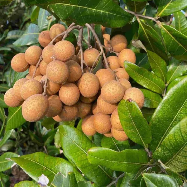 Kohala_Hawaii_Dragon_Eye_Longan_Grafted_Fruit_Plant