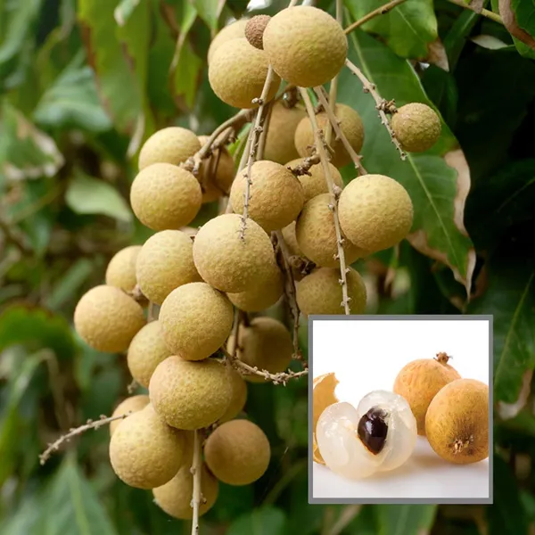 Diamond_River_Dragon_Eye_Longan_Grafted_Fruit_Plant