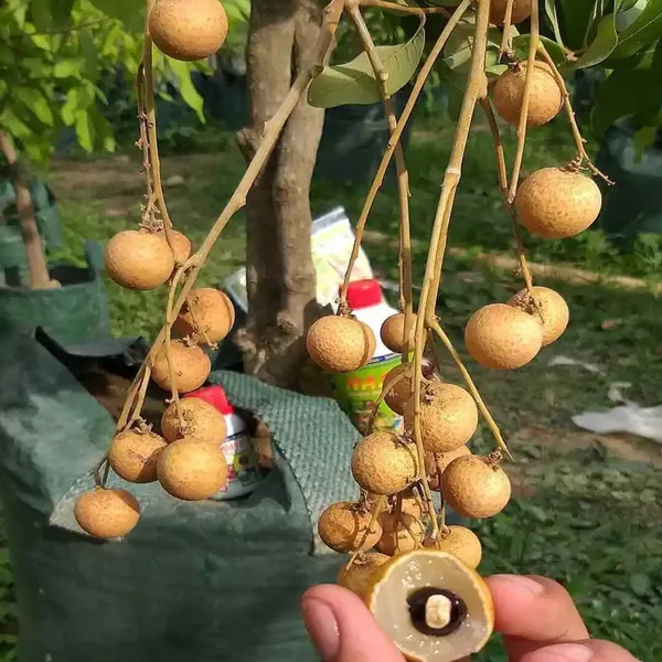 Diamond_River_Dragon_Eye_Longan_Grafted_Fruit_Plant