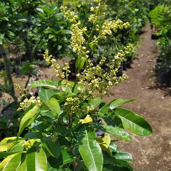 Diamond_River_Dragon_Eye_Longan_Grafted_Fruit_Plant