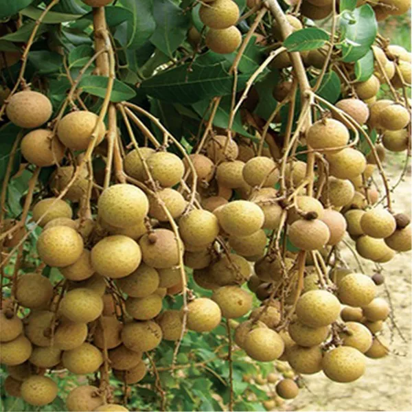 Diamond_River_Dragon_Eye_Longan_Grafted_Fruit_Plant
