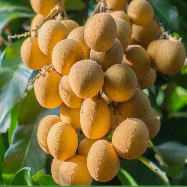 Daw_Dragon_Eye_Longan_Grafted_Fruit_Plant