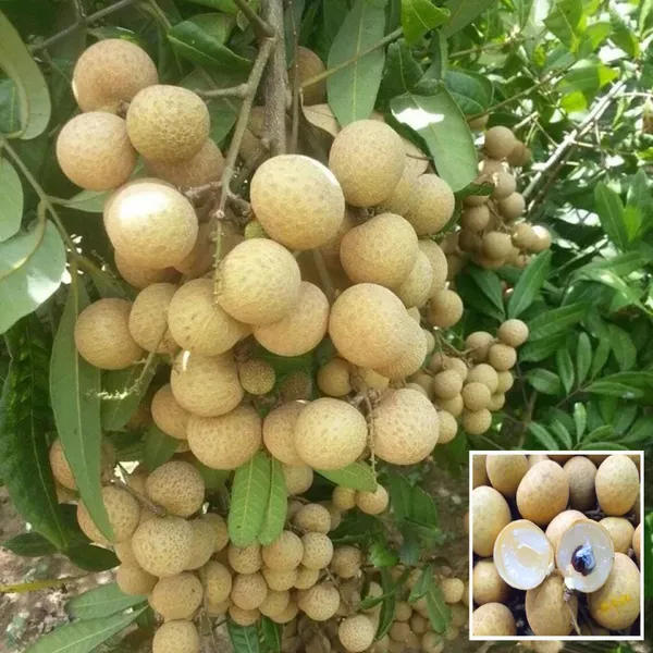 Daw_Dragon_Eye_Longan_Grafted_Fruit_Plant