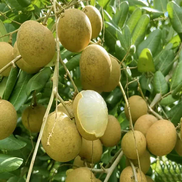 Daw_Dragon_Eye_Longan_Grafted_Fruit_Plant