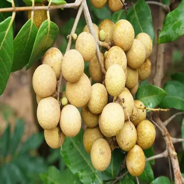 Daw_Dragon_Eye_Longan_Grafted_Fruit_Plant