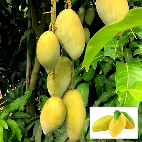 Honey_Sweet_Chaunsa_Mango_Aam_Grafted_Fruit_Plant