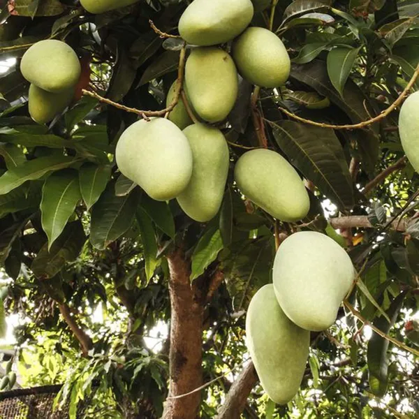 Honey_Sweet_Chaunsa_Mango_Aam_Grafted_Fruit_Plant