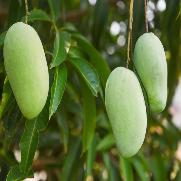 Honey_Sweet_Chaunsa_Mango_Aam_Grafted_Fruit_Plant