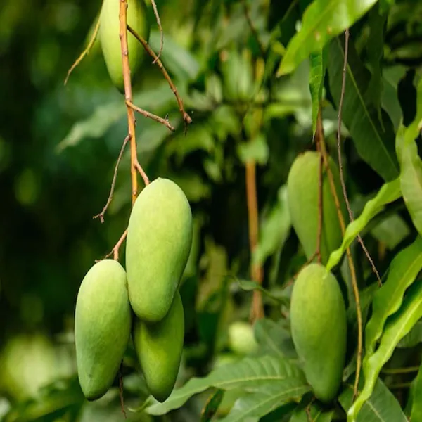 Honey_Sweet_Chaunsa_Mango_Aam_Grafted_Fruit_Plant