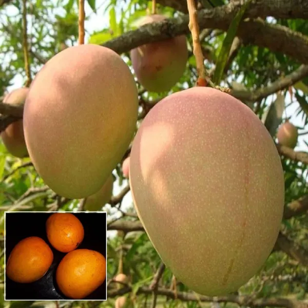 Goa_Mankurad_Variety_Grafted_Aam_Fruit_Plant