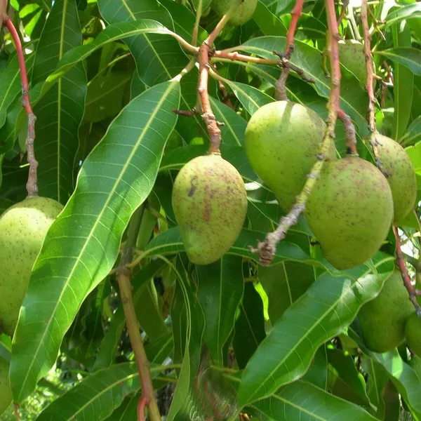 Goa_Mankurad_Variety_Grafted_Aam_Fruit_Plant
