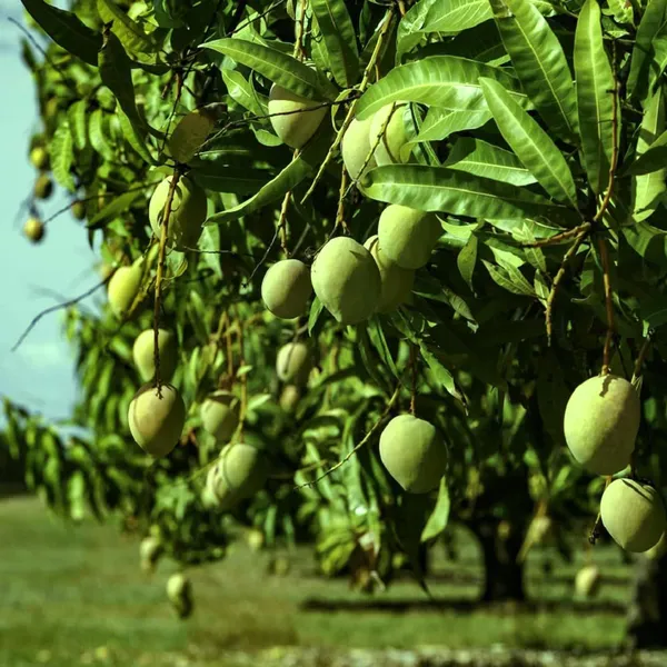 Goa_Mankurad_Variety_Grafted_Aam_Fruit_Plant