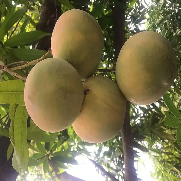 Goa_Mankurad_Variety_Grafted_Aam_Fruit_Plant