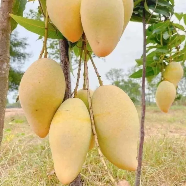Thai_Nam_Dok_Mai_All_Time_Mango_Aam_Grafted_Fruit_Plant