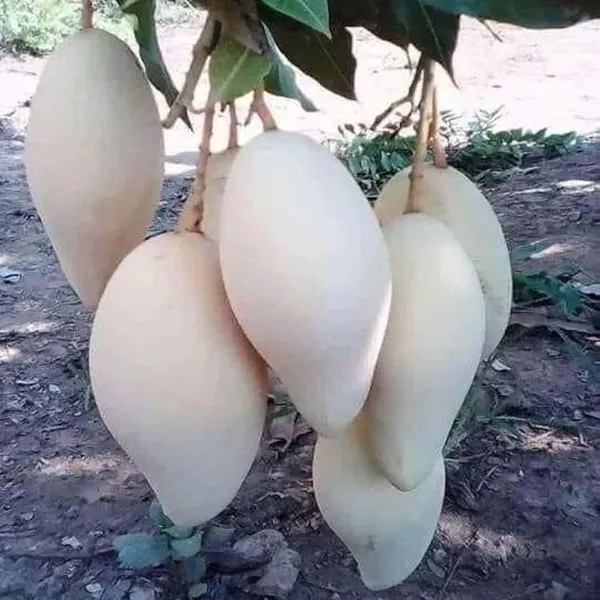 Thai_Nam_Dok_Mai_All_Time_Mango_Aam_Grafted_Fruit_Plant