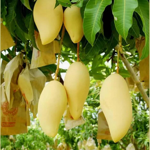 Thai_Nam_Dok_Mai_All_Time_Mango_Aam_Grafted_Fruit_Plant