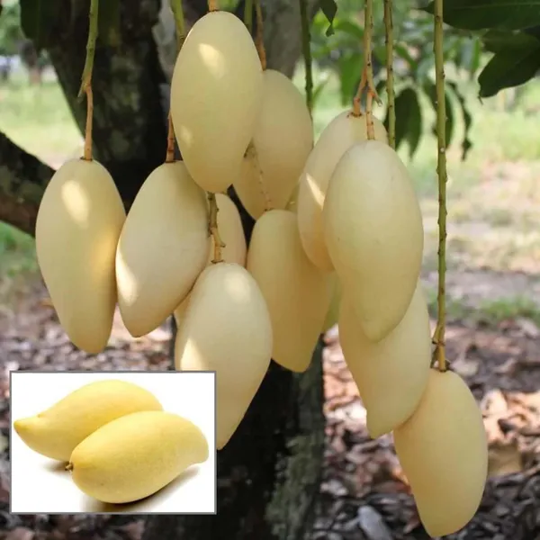 Thai_Nam_Dok_Mai_All_Time_Mango_Aam_Grafted_Fruit_Plant