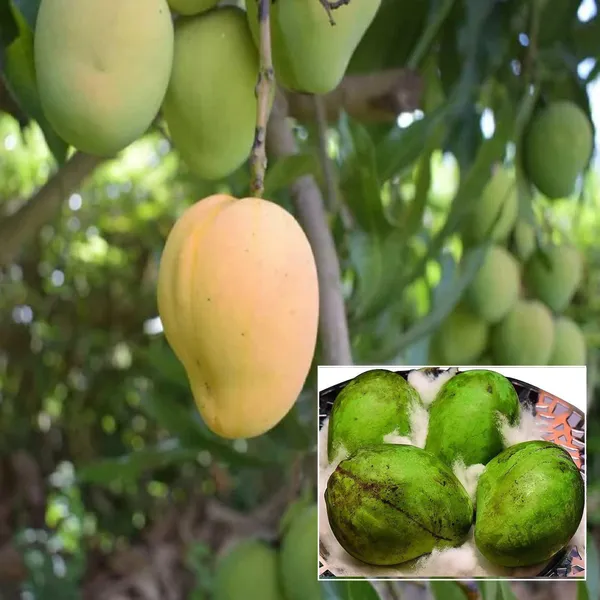 Kohitur_Mango_Aam_Grafted_Fruit_Plant