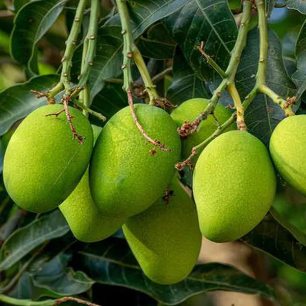 Kohitur_Mango_Aam_Grafted_Fruit_Plant