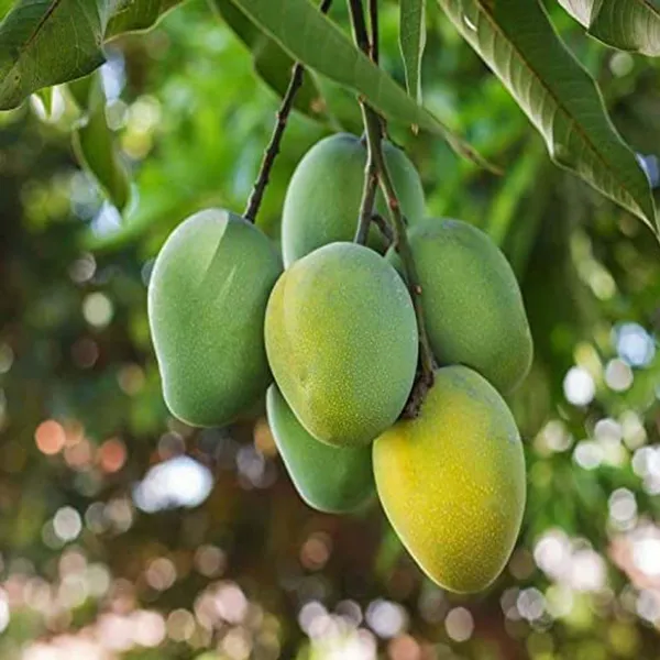 Kohitur_Mango_Aam_Grafted_Fruit_Plant
