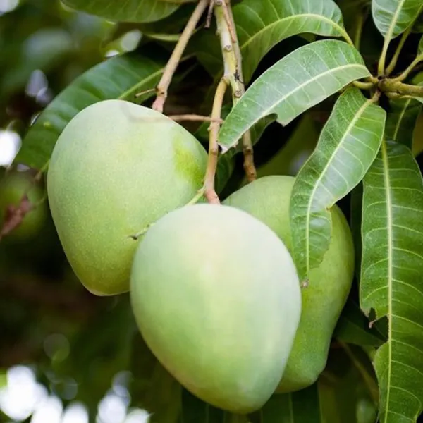 Kohitur_Mango_Aam_Grafted_Fruit_Plant