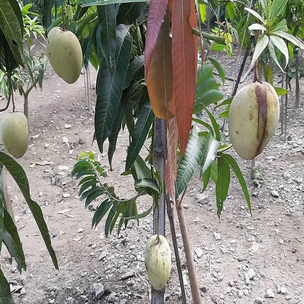 Gourmet_Mango_Aam_Grafted_Fruit_Plant