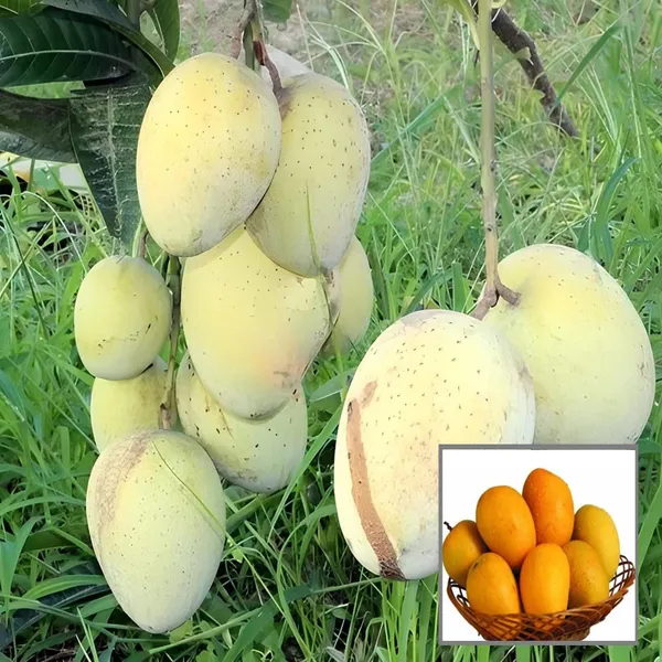 Gourmet_Mango_Aam_Grafted_Fruit_Plant