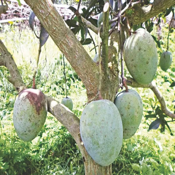 Gourmet_Mango_Aam_Grafted_Fruit_Plant
