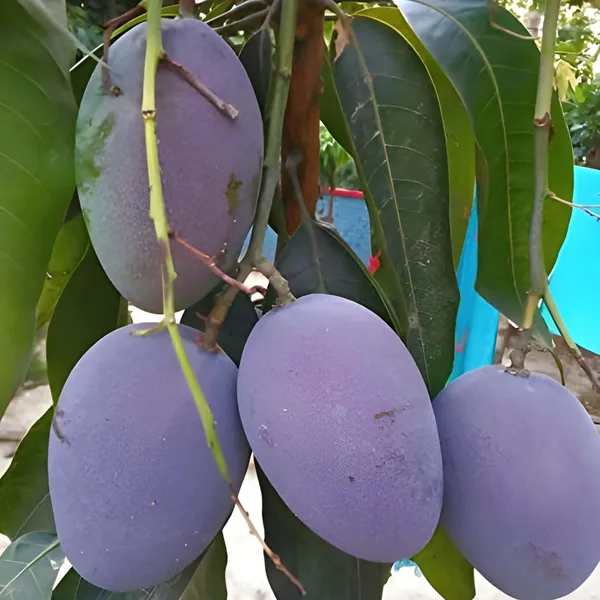 Blue_Mango_Aam_Grafted_Fruit_Plant
