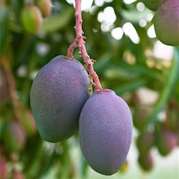 Blue_Mango_Aam_Grafted_Fruit_Plant