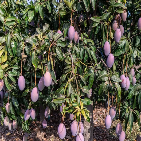 Blue_Mango_Aam_Grafted_Fruit_Plant