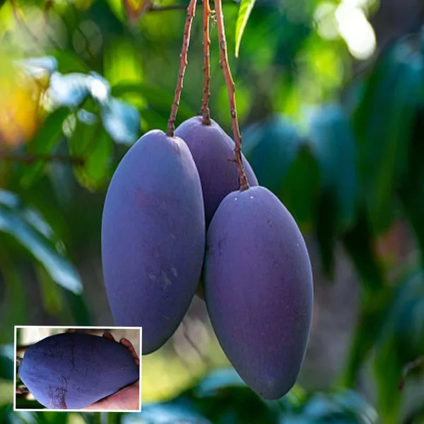 Blue_Mango_Aam_Grafted_Fruit_Plant