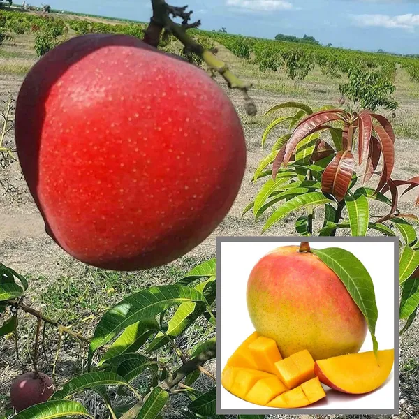 Apple_Mango_Aam_Grafted_Fruit_Plant