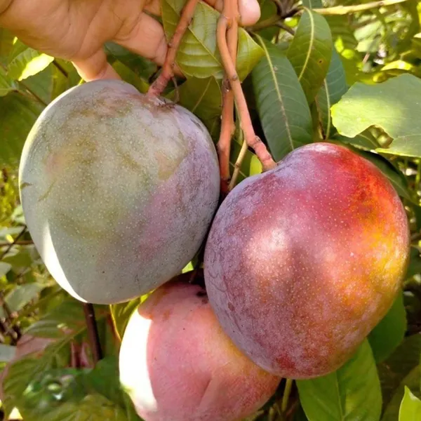 Apple_Mango_Aam_Grafted_Fruit_Plant