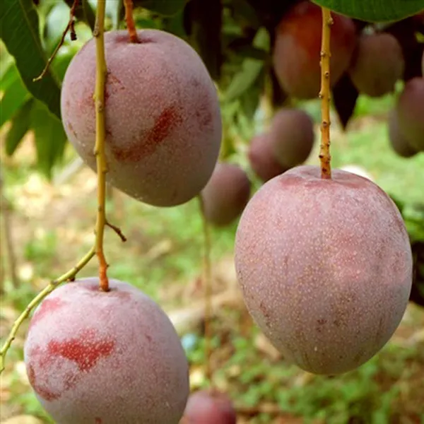 Apple_Mango_Aam_Grafted_Fruit_Plant