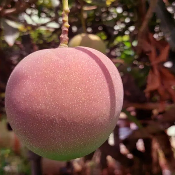 Apple_Mango_Aam_Grafted_Fruit_Plant