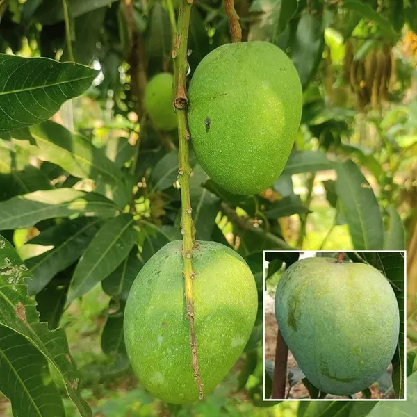 Himsagar_All_Time_Mango_Aam_Grafted_Fruit_Plant