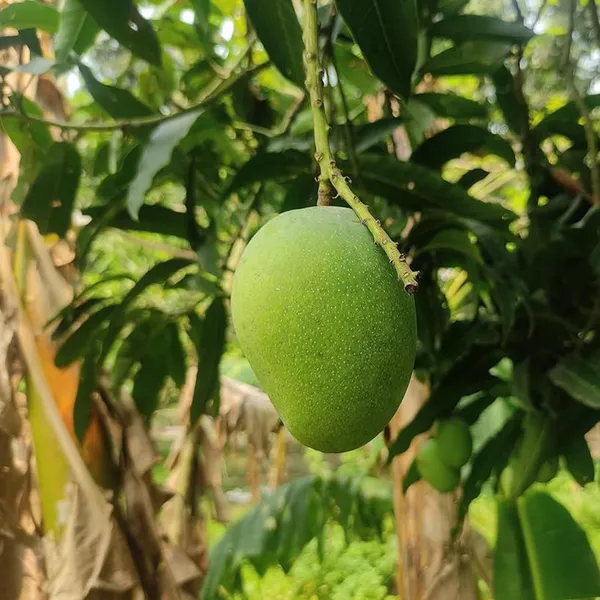 Himsagar_All_Time_Mango_Aam_Grafted_Fruit_Plant